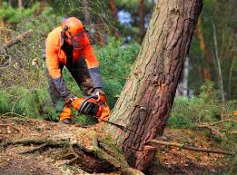 Trusted Maysville, GA Tree Removal Services Experts